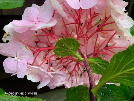 Hydrangea macrophylla ‘Onyx Flamingo’ Black Stem Hydrangea