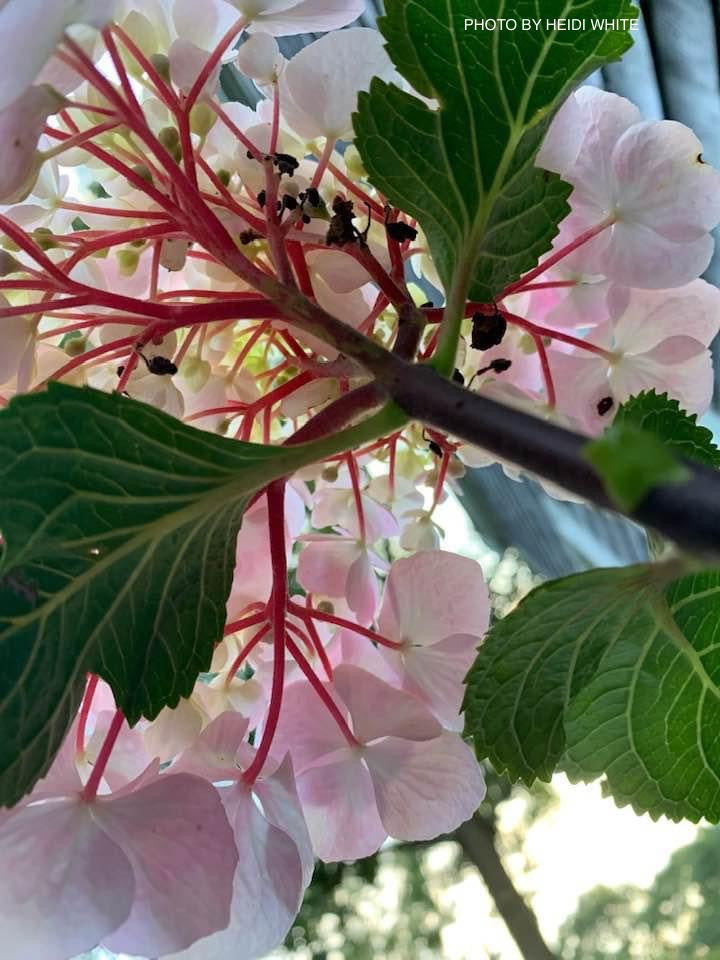 Hydrangea macrophylla ‘Onyx Flamingo’ Black Stem Hydrangea