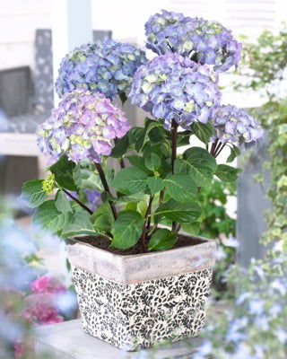 Hydrangea macrophylla ‘Onyx Peacock’ Black Stem Hydrangea