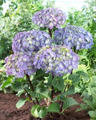 Hydrangea macrophylla ‘Onyx Peacock’ Black Stem Hydrangea