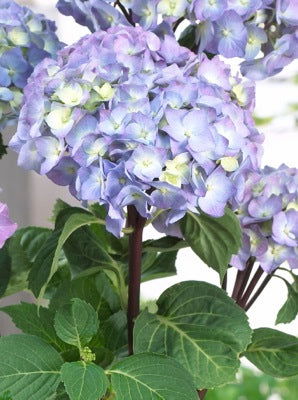 Hydrangea macrophylla ‘Onyx Peacock’ Black Stem Hydrangea