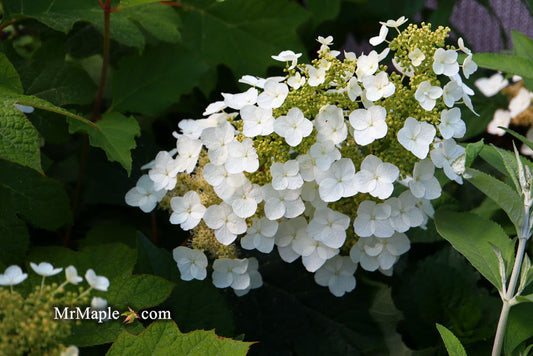 Hydrangea quercifolia 'Snow Queen' Oakleaf Hydrangea
