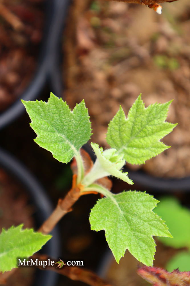 Hydrangea quercifolia 'Snow Queen' Oakleaf Hydrangea