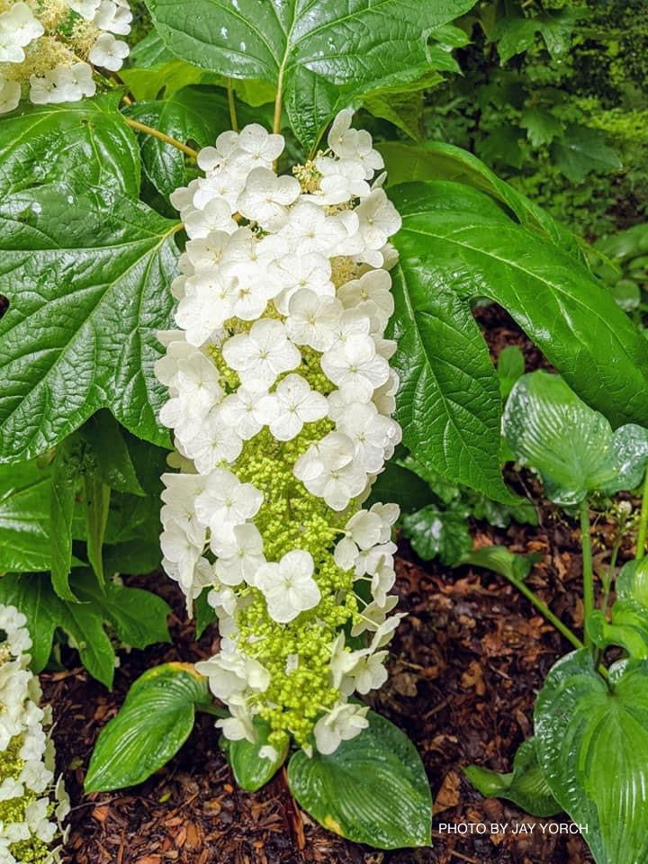 Hydrangea quercifolia 'Snow Queen' Oakleaf Hydrangea