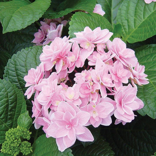 Hydrangea macrophylla ‘Rosy Splendor’ Double Bloom Hydrangea
