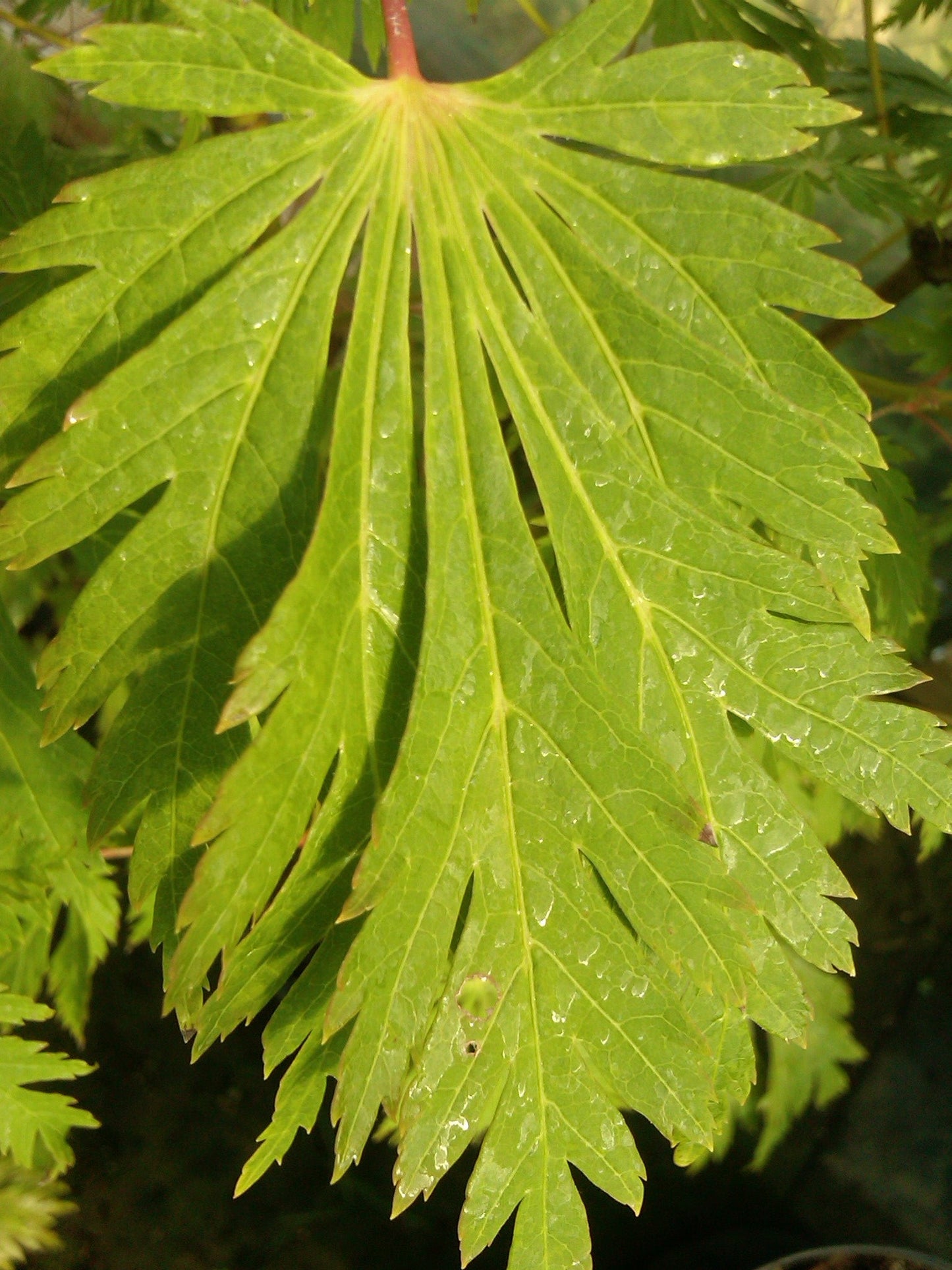 Acer japonicum 'Mai kujaku' Dancing Peacock Japanese Maple