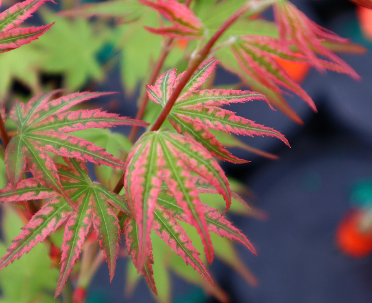 Acer palmatum 'Ikandi' Japanese Maple