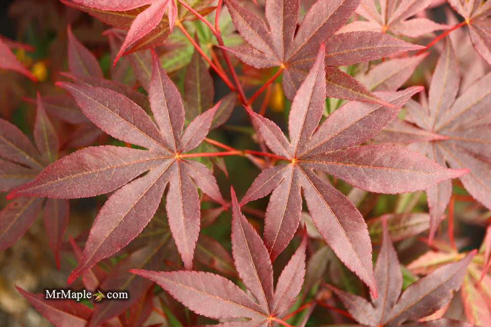 Acer palmatum 'Emperor 1' Japanese Maple Tree