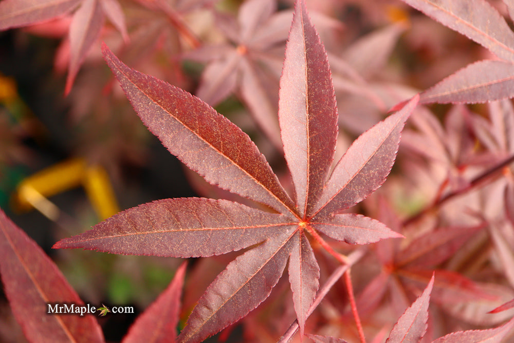 Acer palmatum 'Emperor 1' Japanese Maple Tree