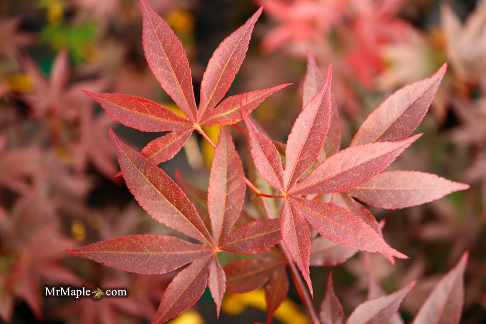 Acer palmatum 'Emperor 1' Japanese Maple Tree