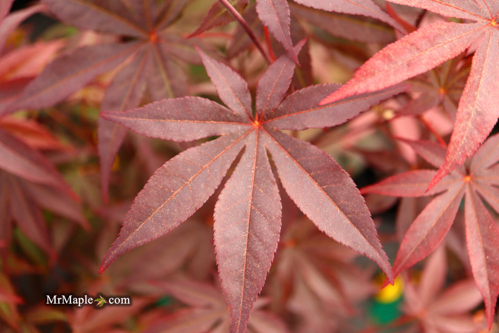 Acer palmatum 'Emperor 1' Japanese Maple Tree