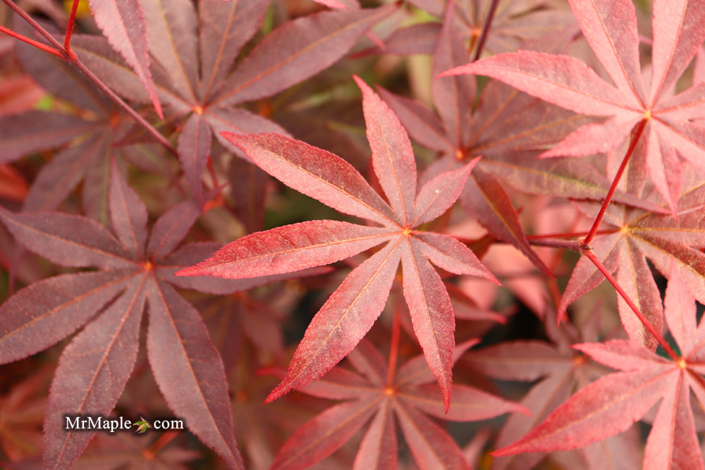 Acer palmatum 'Emperor 1' Japanese Maple Tree