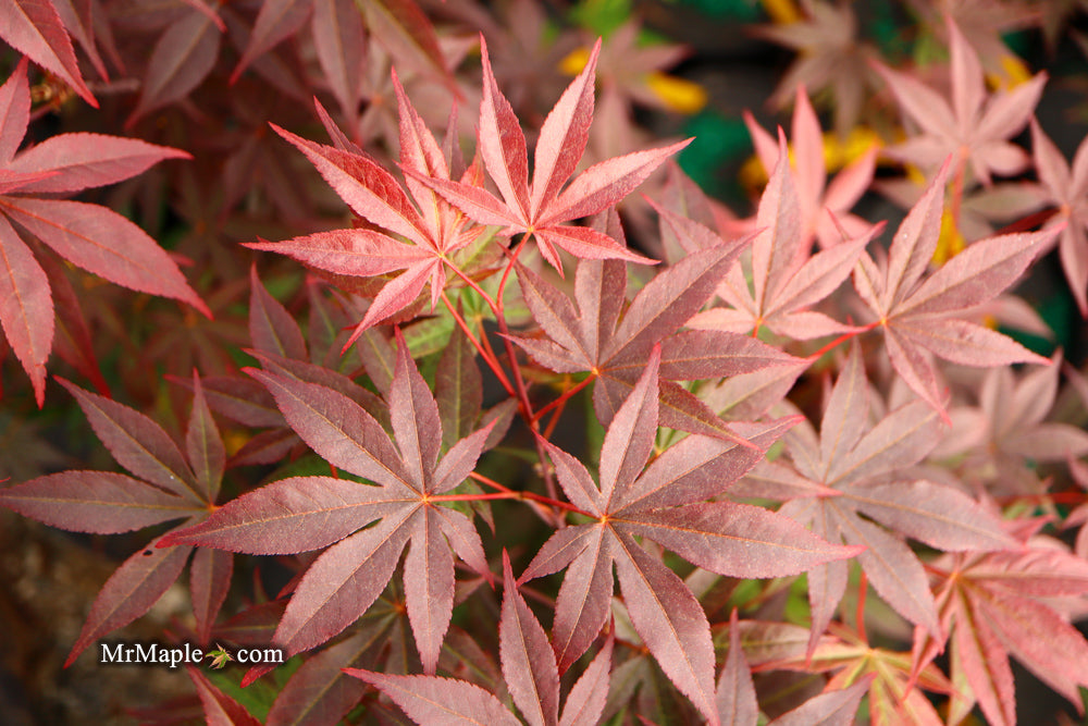 Acer palmatum 'Emperor 1' Japanese Maple Tree