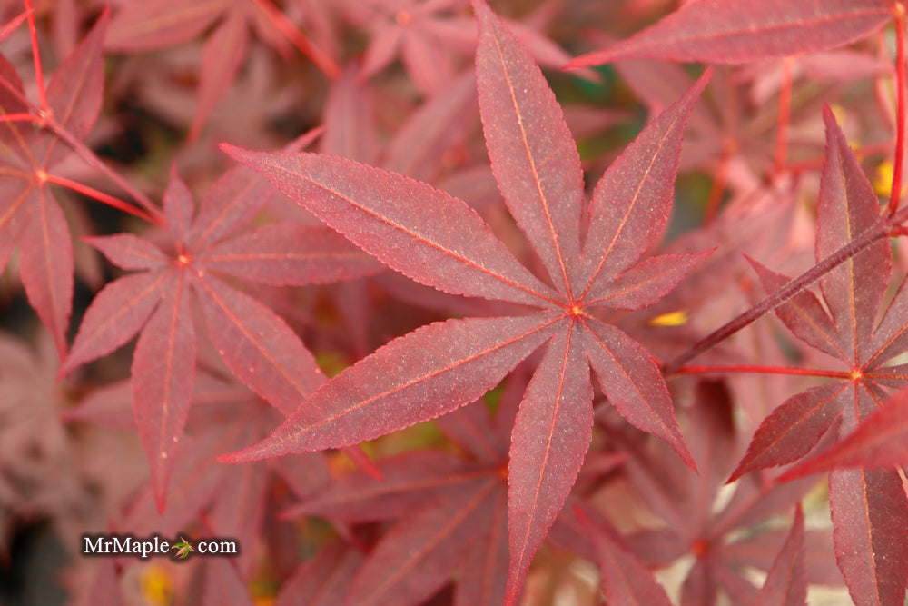 Acer palmatum 'Emperor 1' Japanese Maple Tree