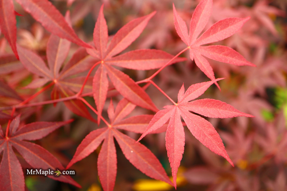 Acer palmatum 'Emperor 1' Japanese Maple Tree