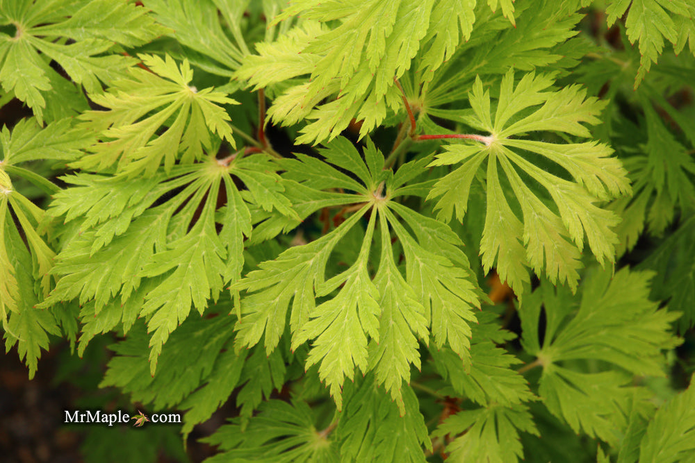 Acer japonicum 'Mai kujaku' Dancing Peacock Japanese Maple