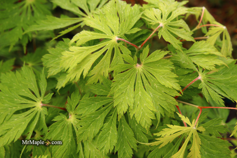 Acer japonicum 'Mai kujaku' Dancing Peacock Japanese Maple