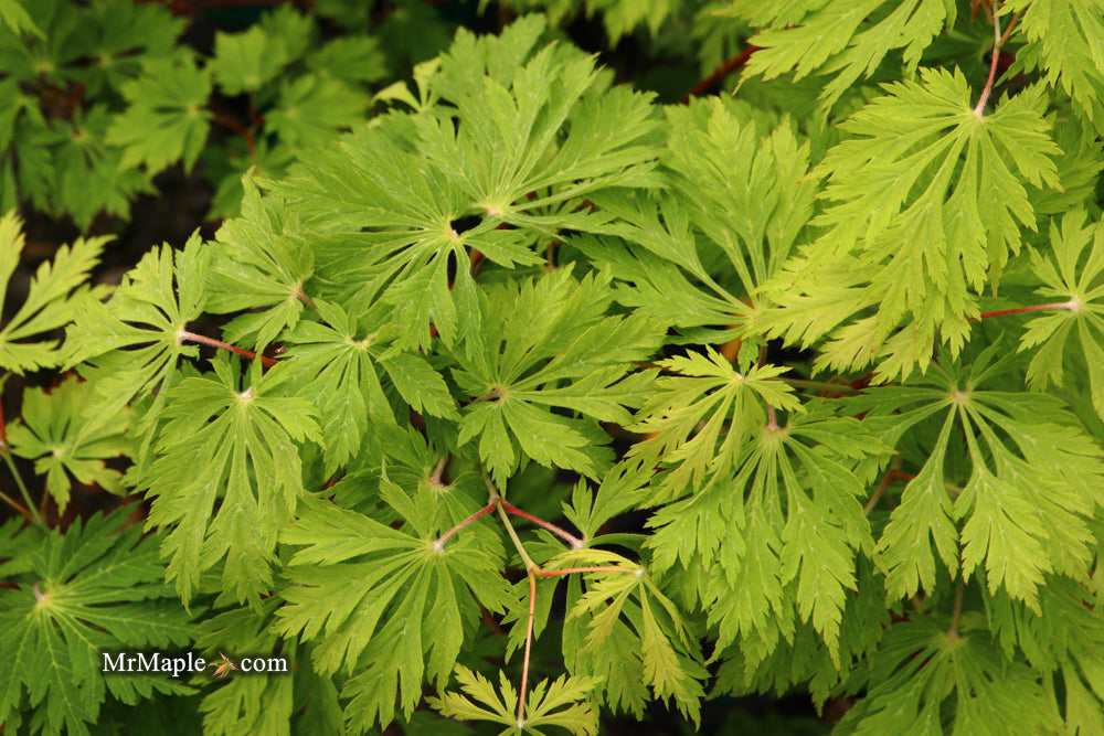 Acer japonicum 'Mai kujaku' Dancing Peacock Japanese Maple