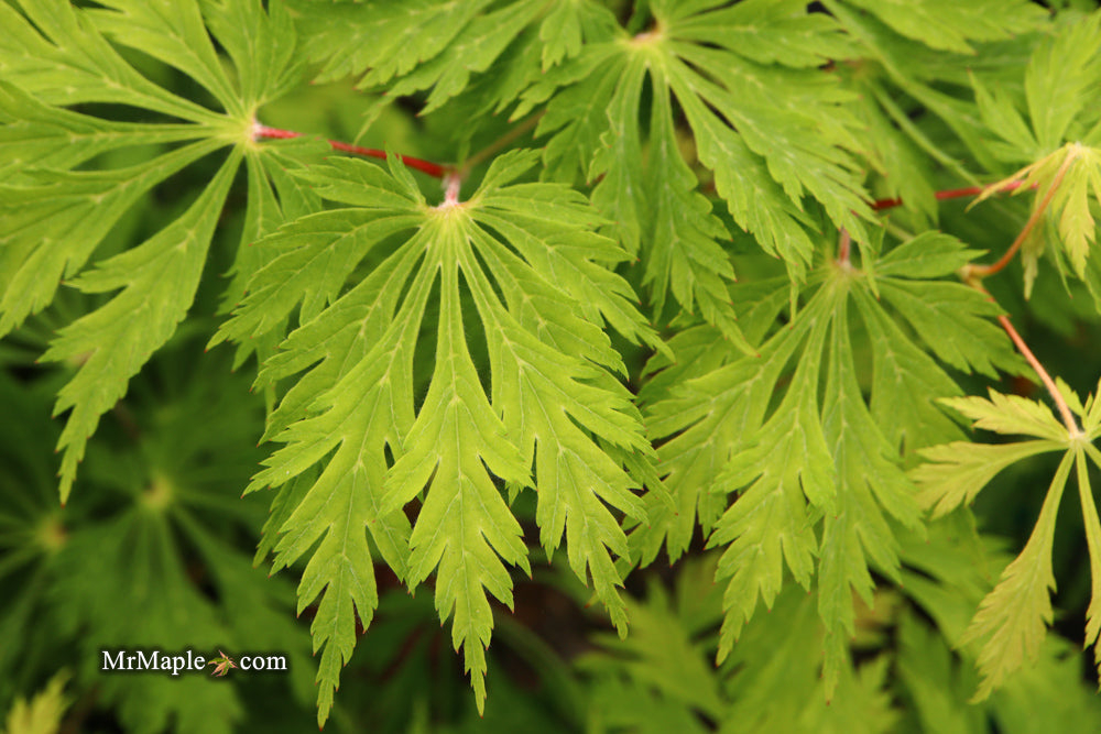 Acer japonicum 'Mai kujaku' Dancing Peacock Japanese Maple