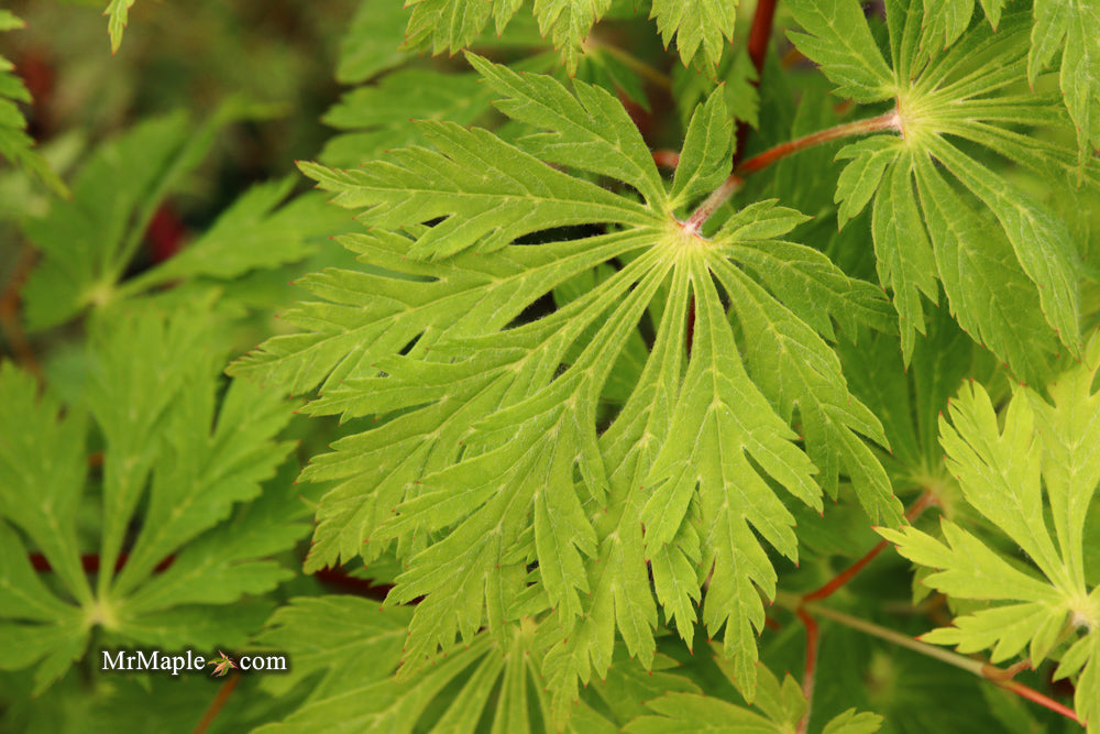 Acer japonicum 'Mai kujaku' Dancing Peacock Japanese Maple