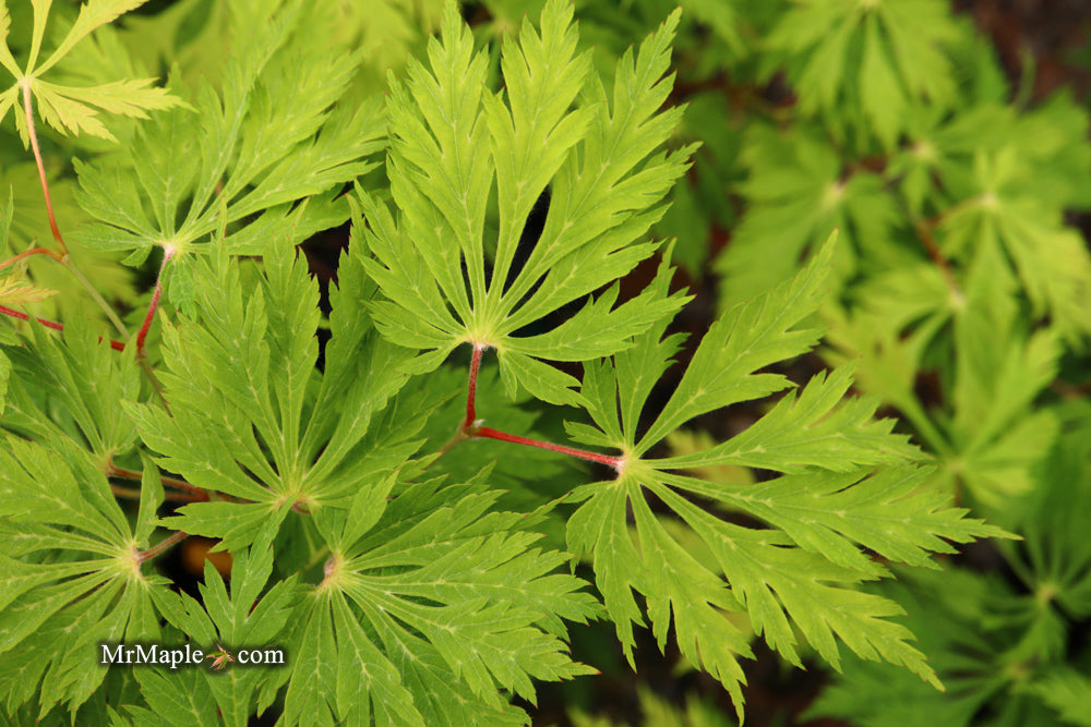 Acer japonicum 'Mai kujaku' Dancing Peacock Japanese Maple