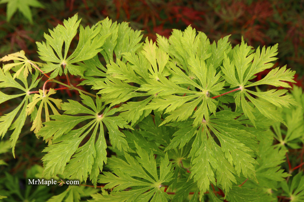 Acer japonicum 'Mai kujaku' Dancing Peacock Japanese Maple