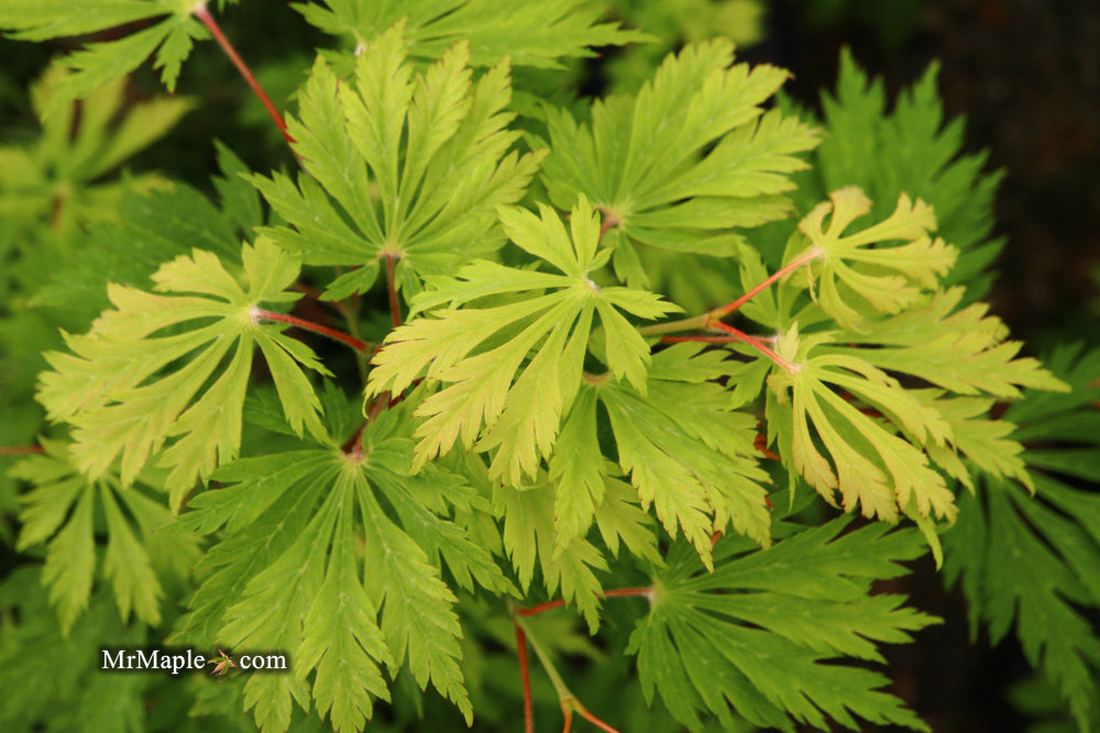 Acer japonicum 'Mai kujaku' Dancing Peacock Japanese Maple