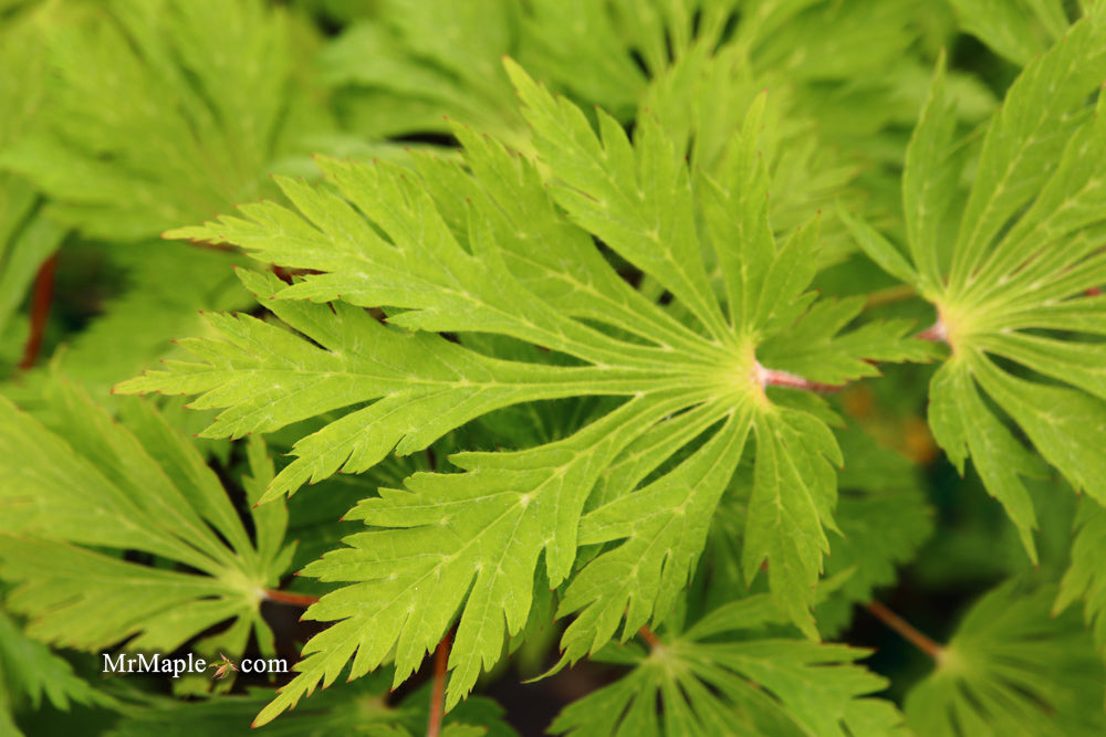 Acer japonicum 'Mai kujaku' Dancing Peacock Japanese Maple