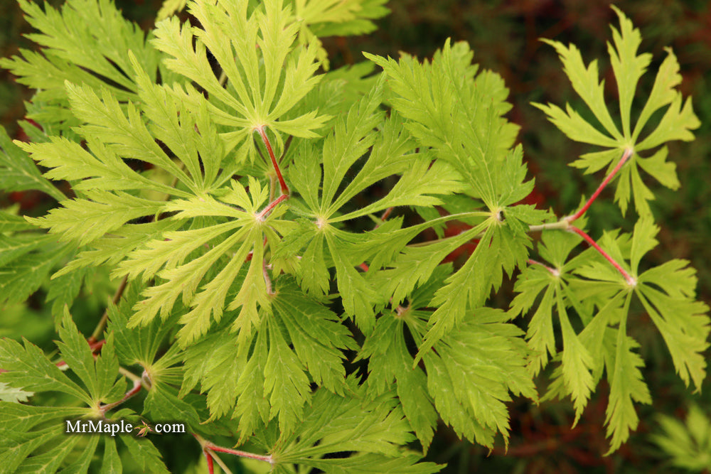 Acer japonicum 'Mai kujaku' Dancing Peacock Japanese Maple