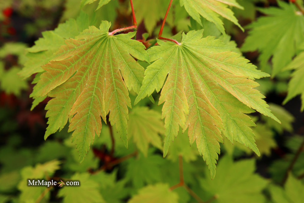 Acer japonicum 'Emmett's Pumpkin' Full Moon Japanese Maple
