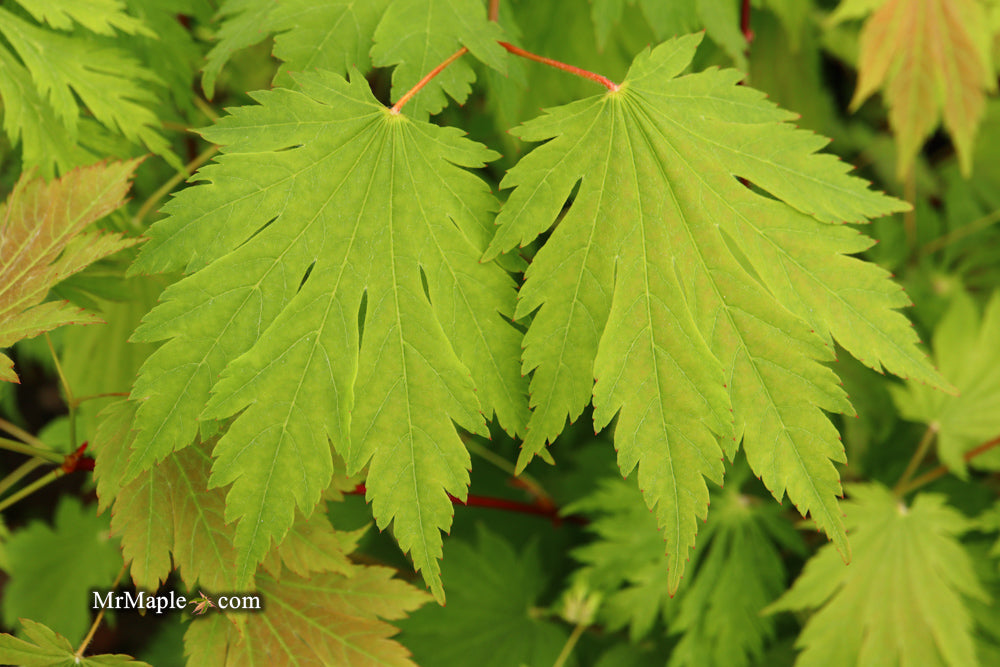 Acer japonicum 'Emmett's Pumpkin' Full Moon Japanese Maple