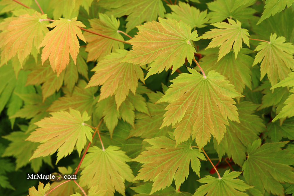 Acer japonicum 'Emmett's Pumpkin' Full Moon Japanese Maple
