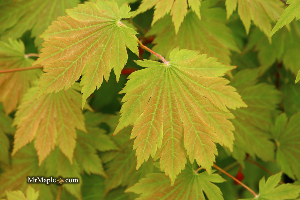 Acer japonicum 'Emmett's Pumpkin' Full Moon Japanese Maple