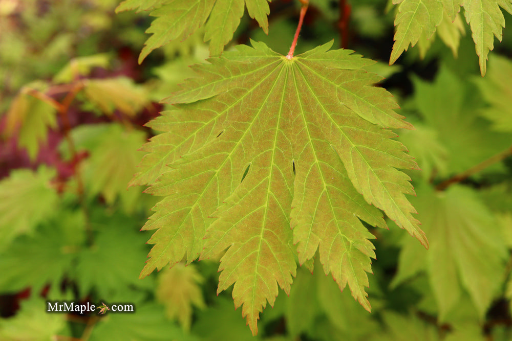 Acer japonicum 'Emmett's Pumpkin' Full Moon Japanese Maple