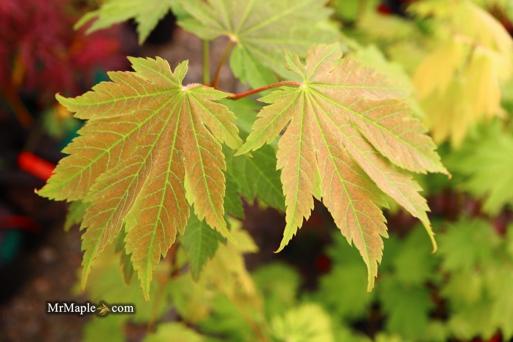 Acer japonicum 'Emmett's Pumpkin' Full Moon Japanese Maple