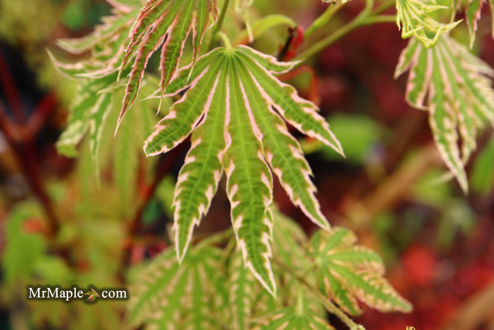 Acer palmatum 'Ikandi' Japanese Maple
