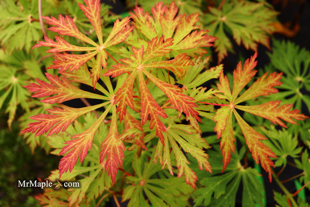Acer japonicum 'Mai kujaku' Dancing Peacock Japanese Maple