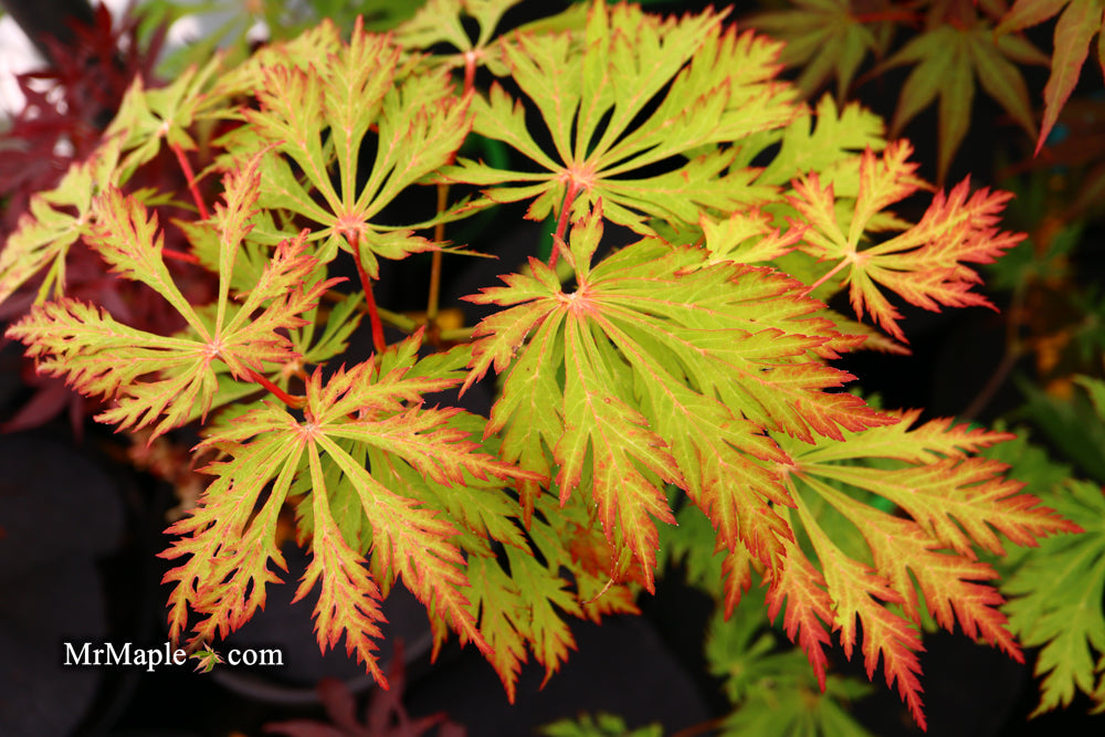 Acer japonicum 'Mai kujaku' Dancing Peacock Japanese Maple