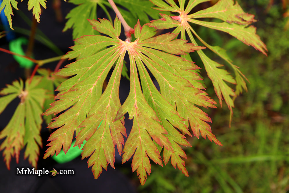 Acer japonicum 'Mai kujaku' Dancing Peacock Japanese Maple