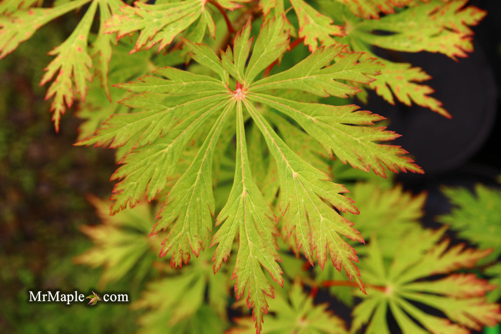 Acer japonicum 'Mai kujaku' Dancing Peacock Japanese Maple