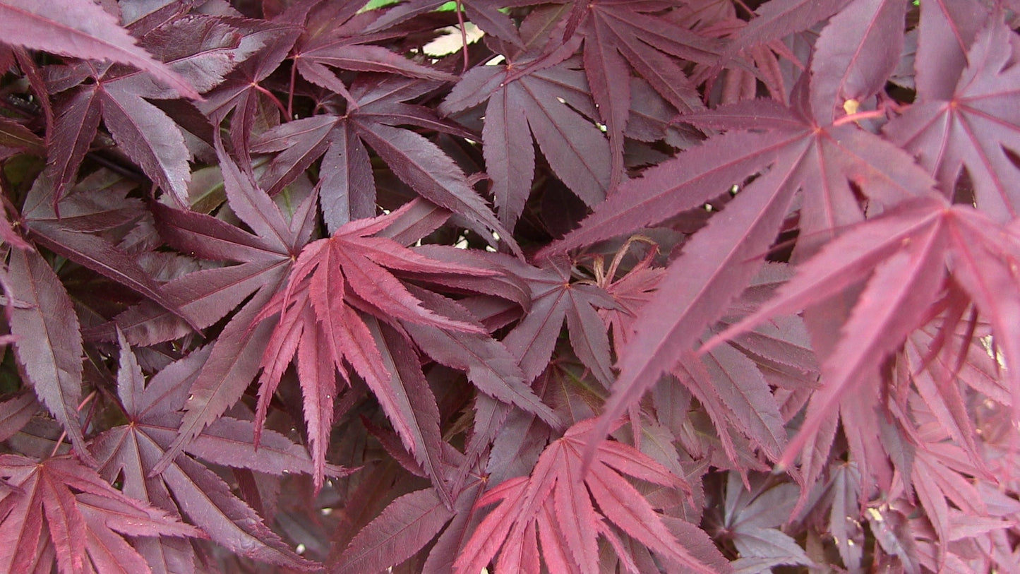 Acer palmatum 'Emperor 1' Japanese Maple Tree