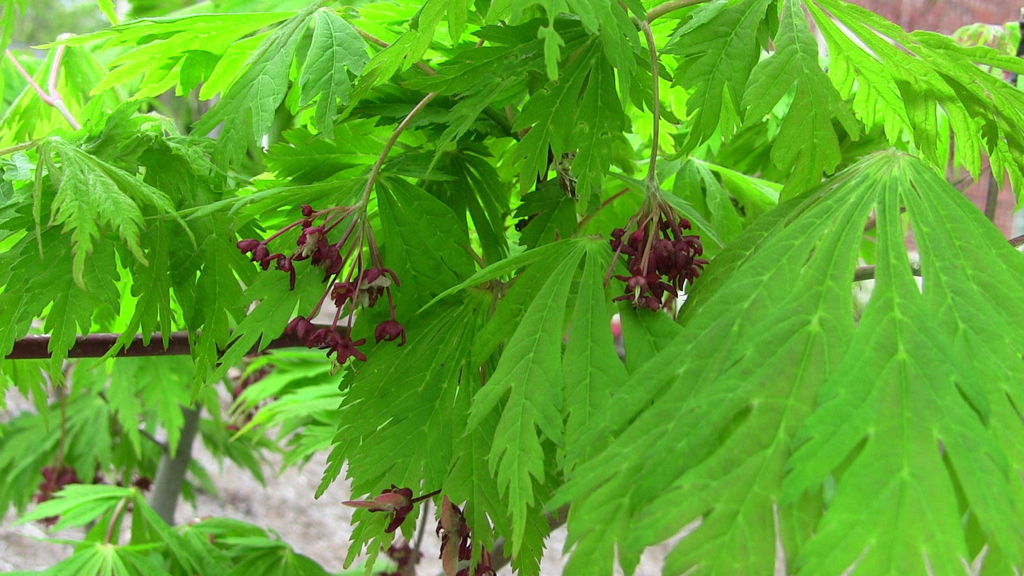 Acer japonicum 'Mai kujaku' Dancing Peacock Japanese Maple