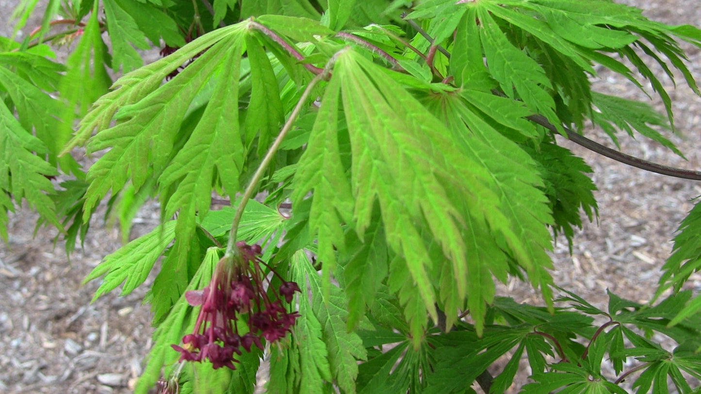 Acer japonicum 'Mai kujaku' Dancing Peacock Japanese Maple