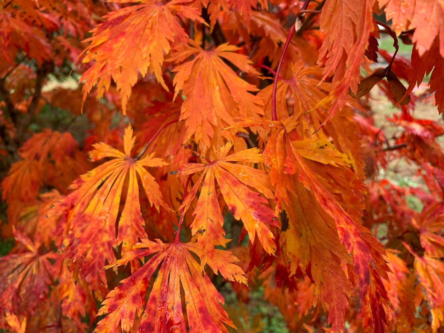 Acer japonicum 'Mai kujaku' Dancing Peacock Japanese Maple
