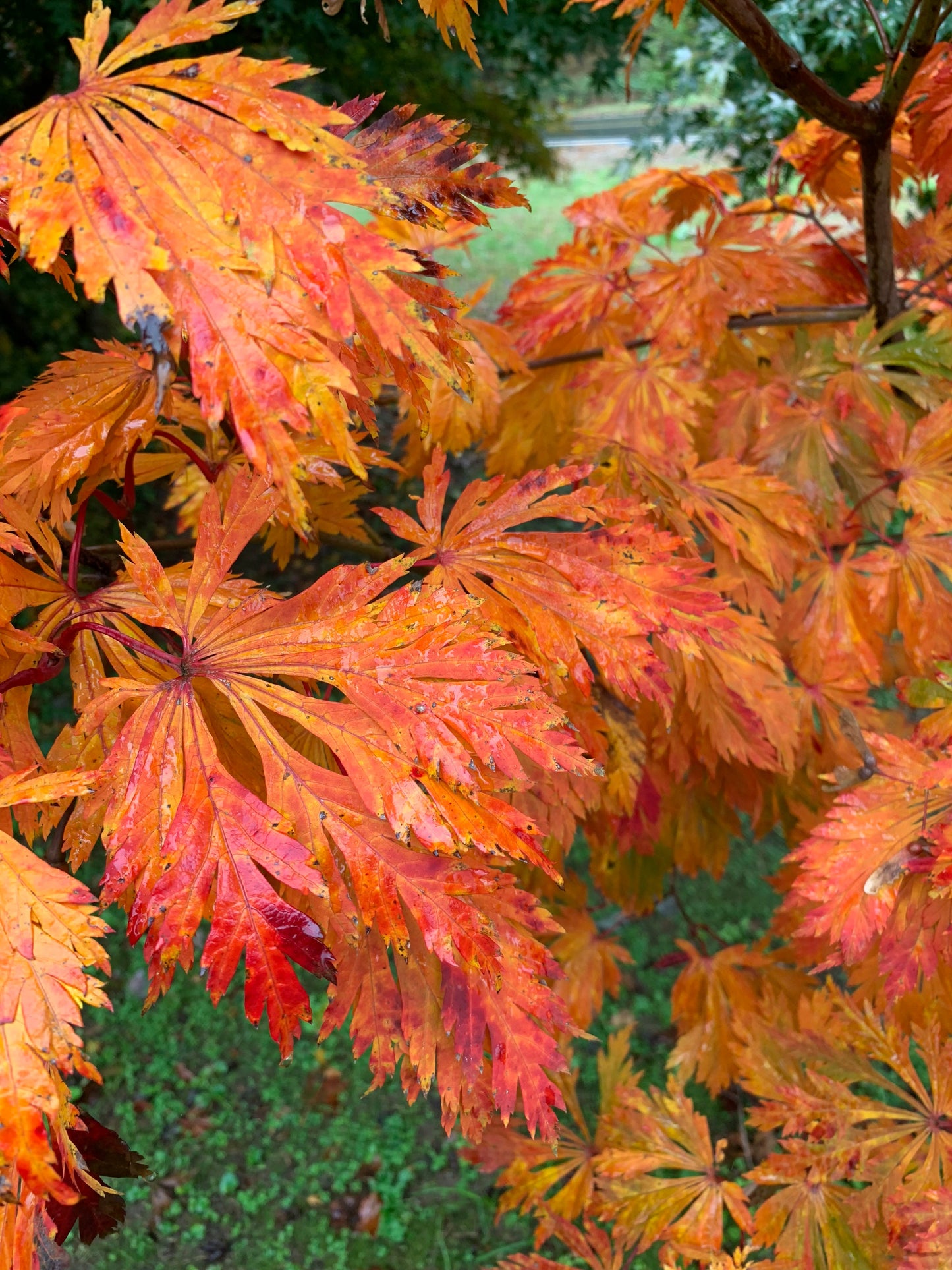 Acer japonicum 'Mai kujaku' Dancing Peacock Japanese Maple