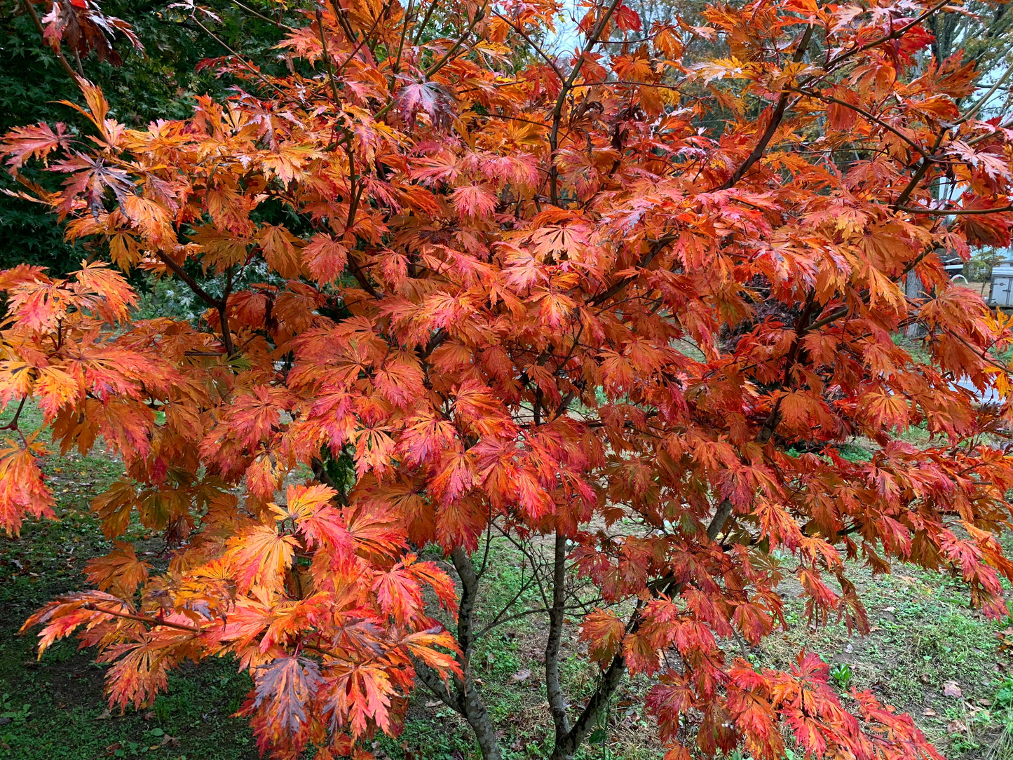 Acer japonicum 'Mai kujaku' Dancing Peacock Japanese Maple