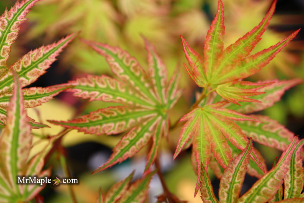Acer palmatum 'Ikandi' Japanese Maple