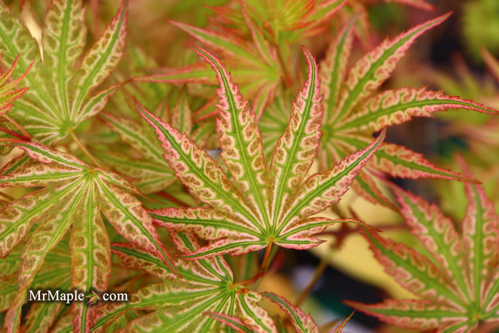 Acer palmatum 'Ikandi' Japanese Maple