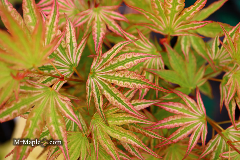 Acer palmatum 'Ikandi' Japanese Maple