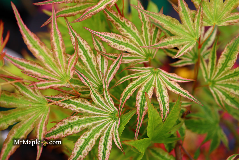 Acer palmatum 'Ikandi' Japanese Maple